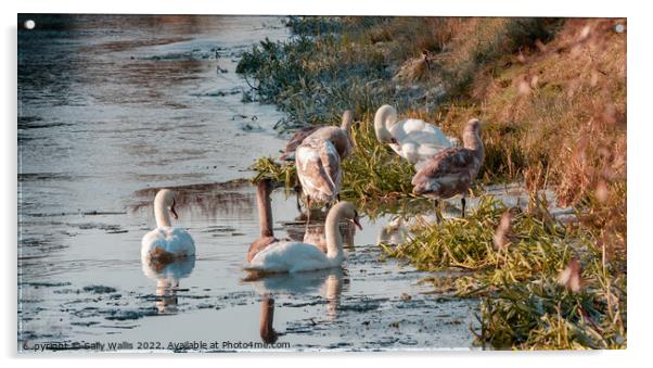 Swans preening in icy water Acrylic by Sally Wallis