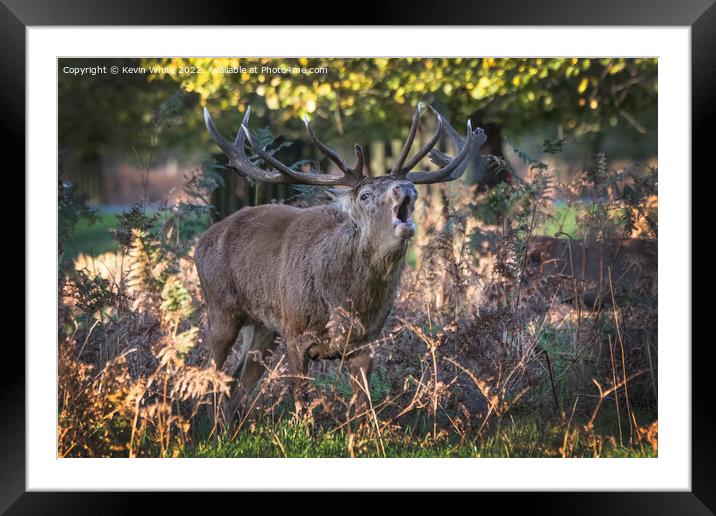 Large stag deer feeling horny Framed Mounted Print by Kevin White
