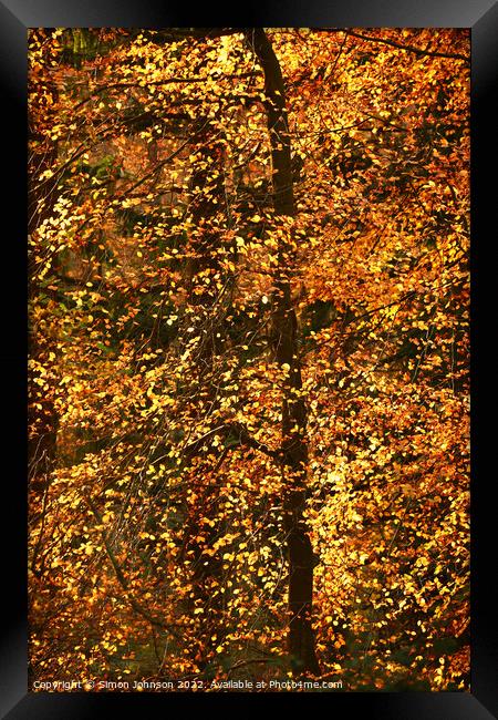 Autumn Woodland Framed Print by Simon Johnson