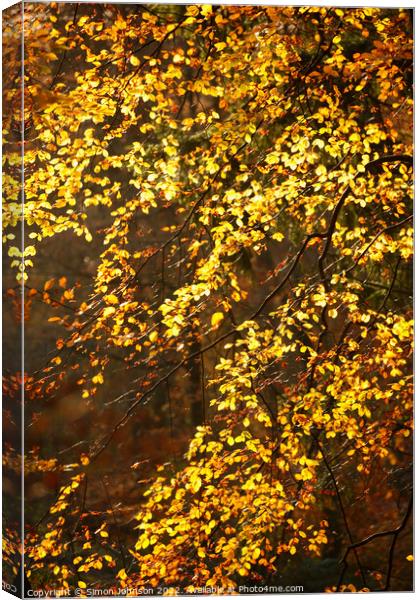 Sunlit autumn leaves Canvas Print by Simon Johnson