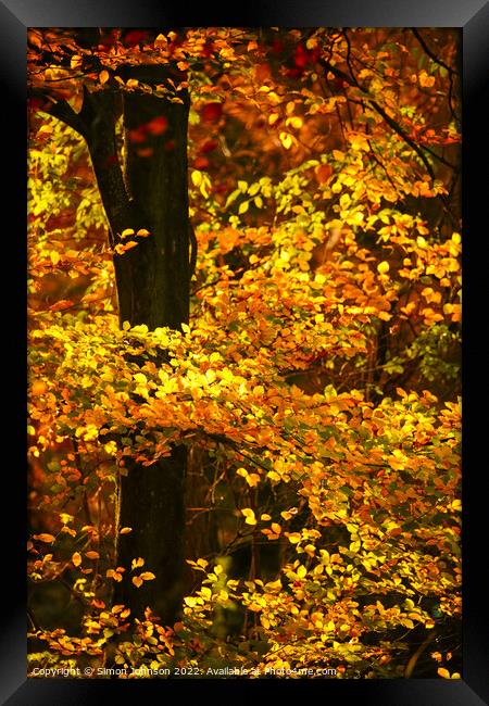 Sunlit Beech Leaves Framed Print by Simon Johnson