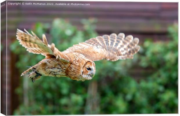 Owl in flight Canvas Print by Keith McManus