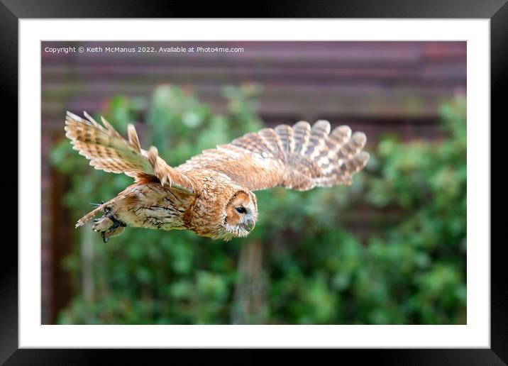Owl in flight Framed Mounted Print by Keith McManus