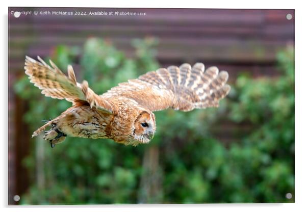 Owl in flight Acrylic by Keith McManus