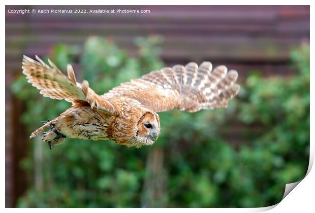 Owl in flight Print by Keith McManus