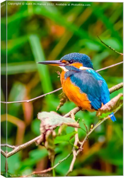 UK Kingfisher Canvas Print by Keith McManus