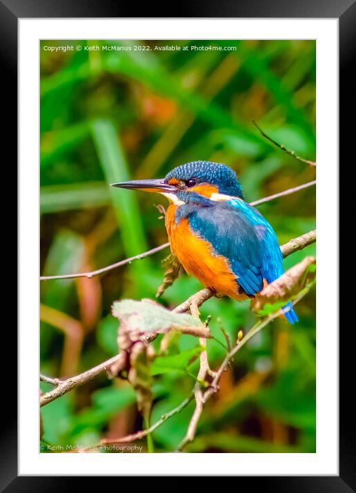 UK Kingfisher Framed Mounted Print by Keith McManus