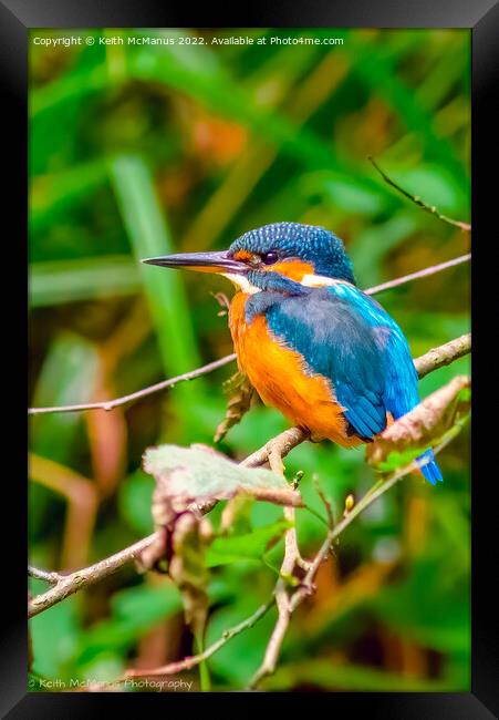 UK Kingfisher Framed Print by Keith McManus
