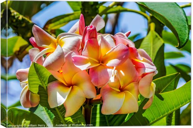 White Yellow Pink Frangipini Waikiki Honolulu Hawaii Canvas Print by William Perry