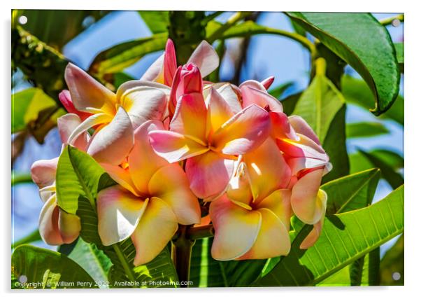 White Yellow Pink Frangipini Waikiki Honolulu Hawaii Acrylic by William Perry