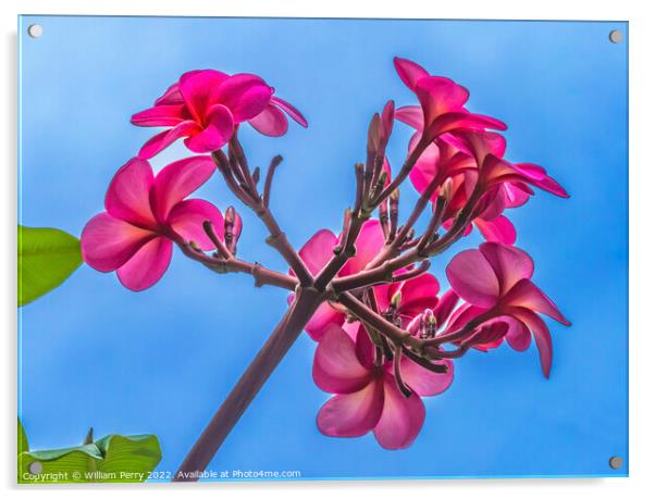 Pink Frangipini Waikiki Honolulu Hawaii Acrylic by William Perry