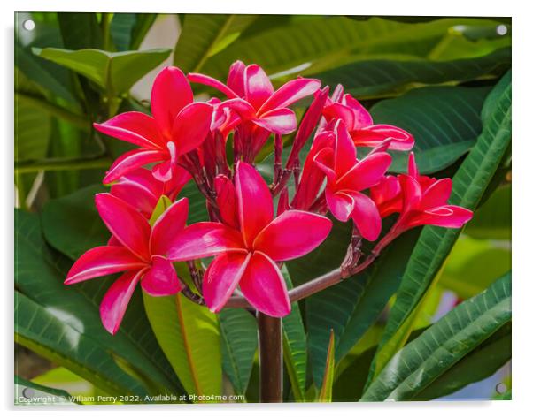 Red Frangipini Plumeria Waikiki Honolulu Hawaii Acrylic by William Perry