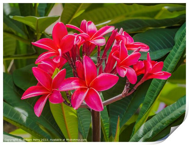 Red Frangipini Plumeria Waikiki Honolulu Hawaii Print by William Perry