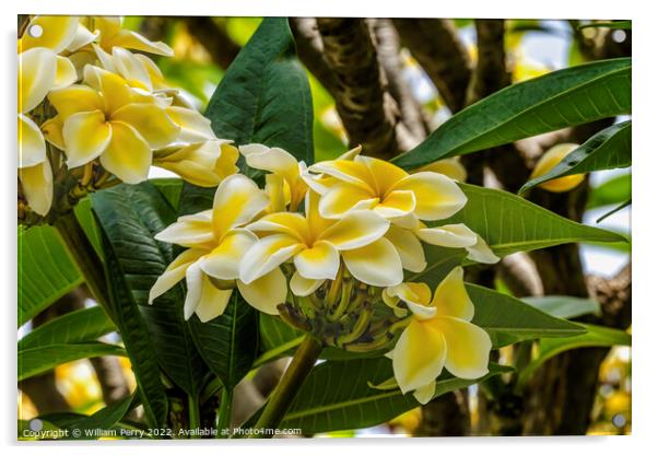 White Yellow Frangipini Waikiki Honolulu Oahu Hawaii Acrylic by William Perry