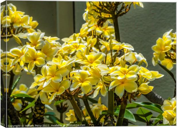 White Yellow Frangipini Plumeria Blossoms Waikiki Honolulu Hawai Canvas Print by William Perry