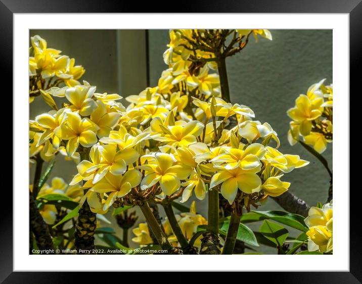 White Yellow Frangipini Plumeria Blossoms Waikiki Honolulu Hawai Framed Mounted Print by William Perry