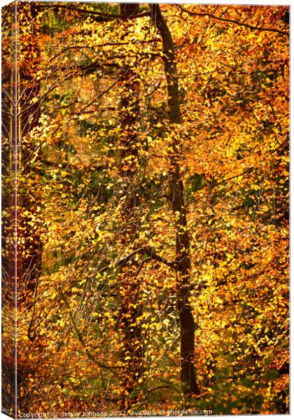 Autumn Glory  Canvas Print by Simon Johnson
