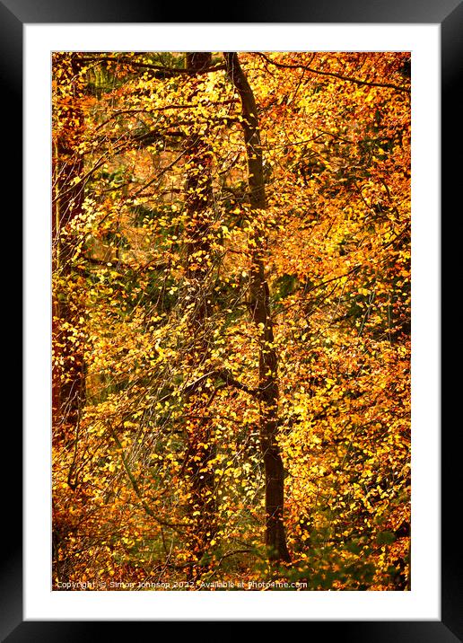 Autumn Glory  Framed Mounted Print by Simon Johnson