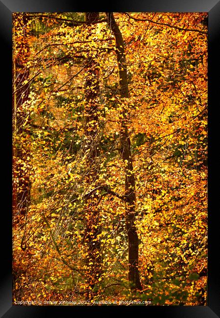 Autumn Glory  Framed Print by Simon Johnson
