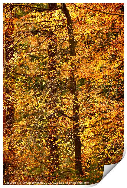 Autumn Glory  Print by Simon Johnson