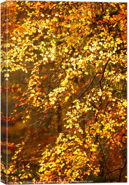 sunlit autumn leaves Canvas Print by Simon Johnson