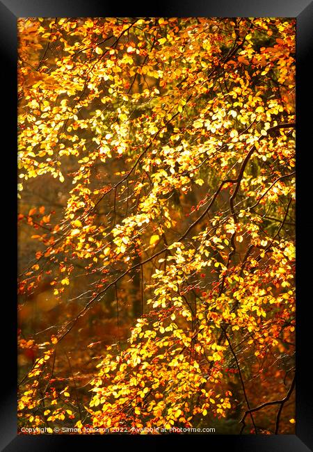 sunlit autumn leaves Framed Print by Simon Johnson