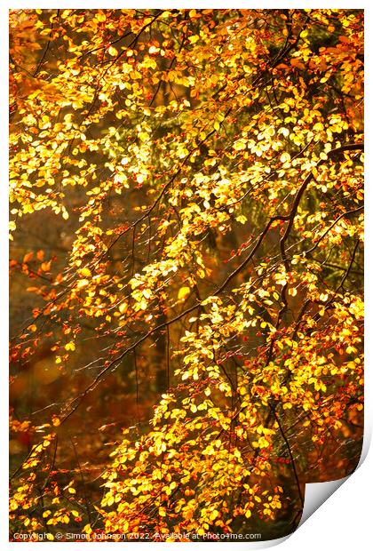 sunlit autumn leaves Print by Simon Johnson