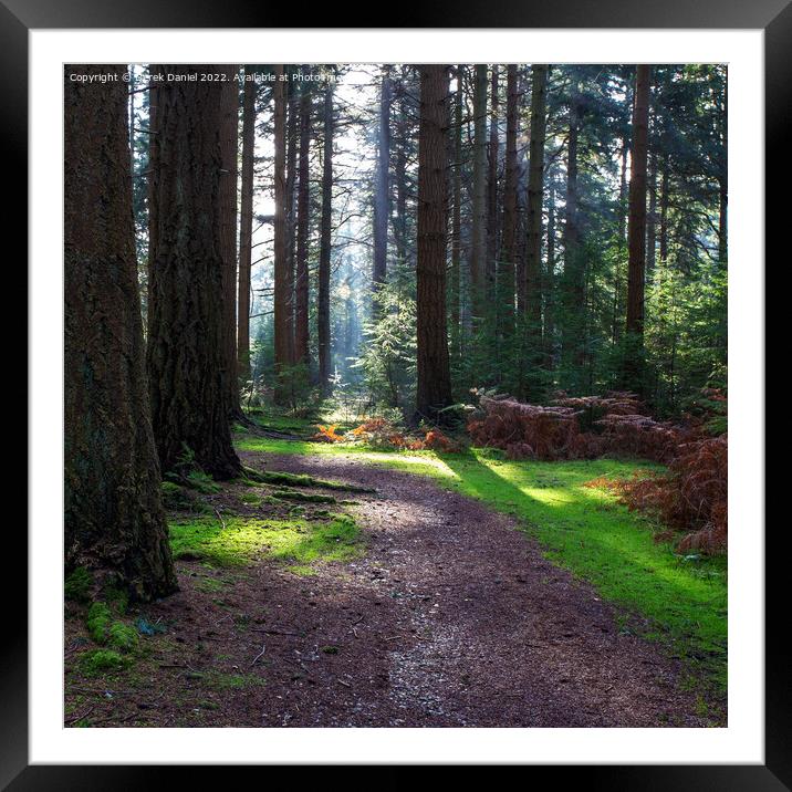 Enchanting Autumn Forest Trail Framed Mounted Print by Derek Daniel