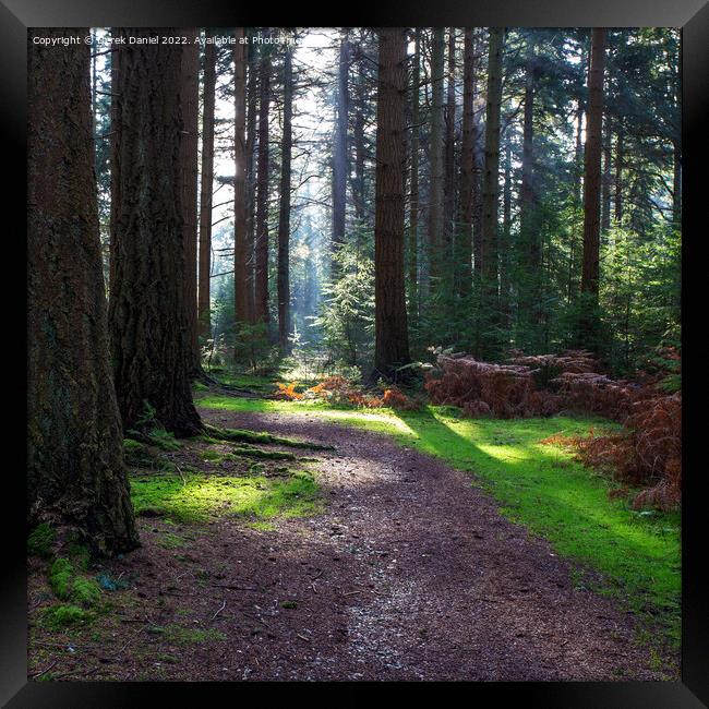 Enchanting Autumn Forest Trail Framed Print by Derek Daniel