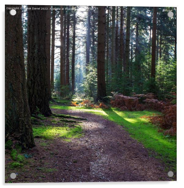 Enchanting Autumn Forest Trail Acrylic by Derek Daniel