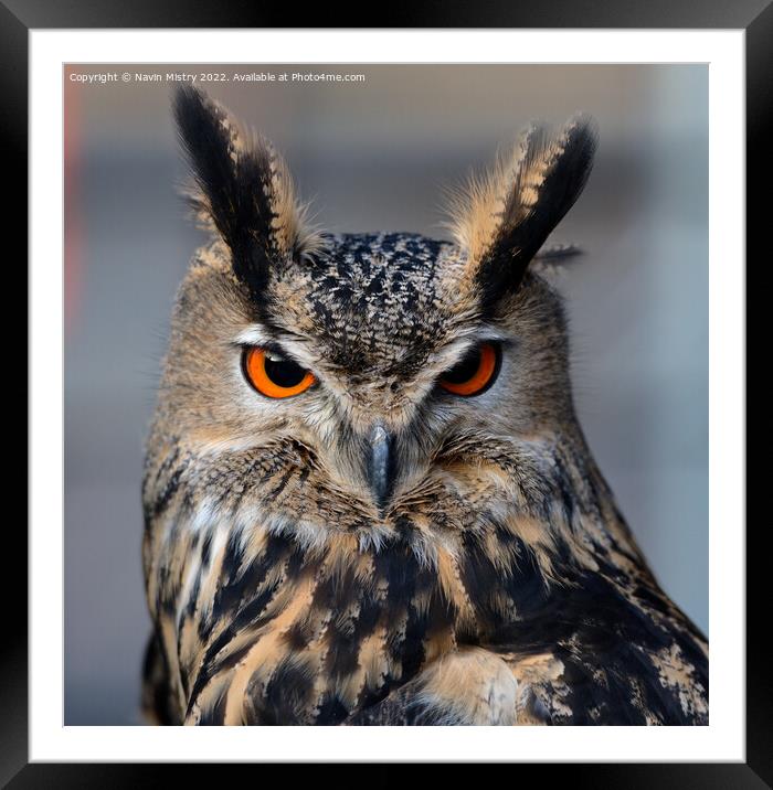 Portrait of a European Eagle Owl  Framed Mounted Print by Navin Mistry