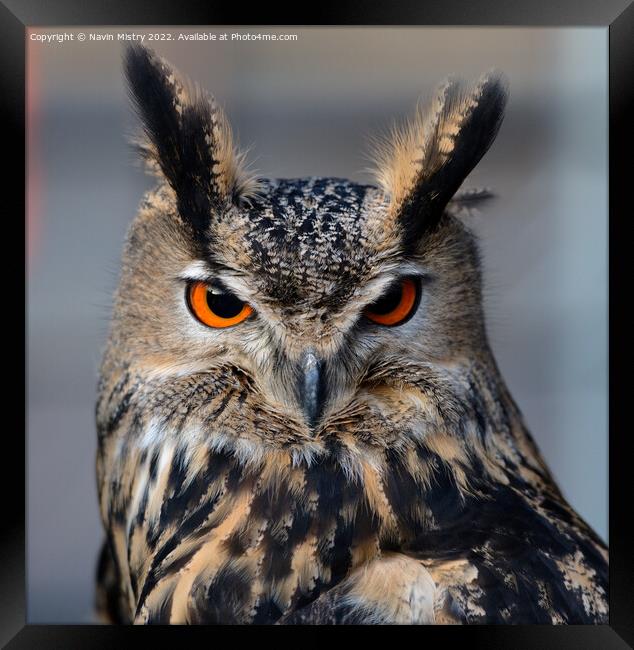 Portrait of a European Eagle Owl  Framed Print by Navin Mistry