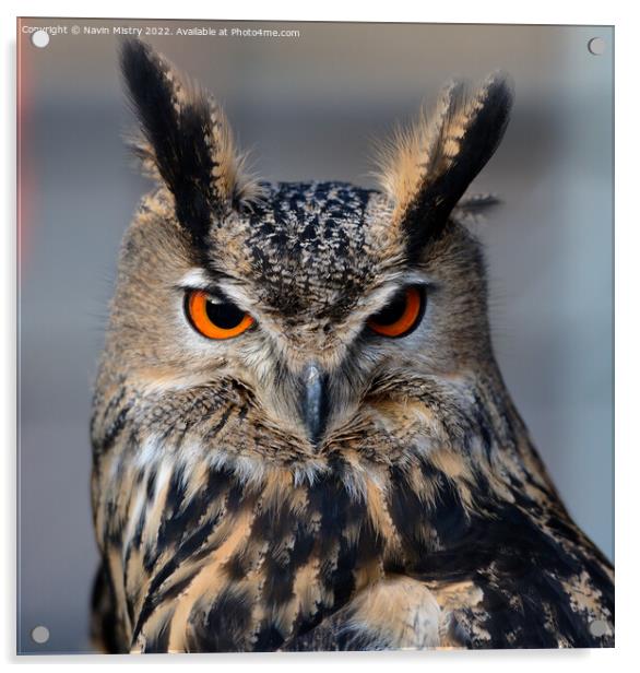 Portrait of a European Eagle Owl  Acrylic by Navin Mistry