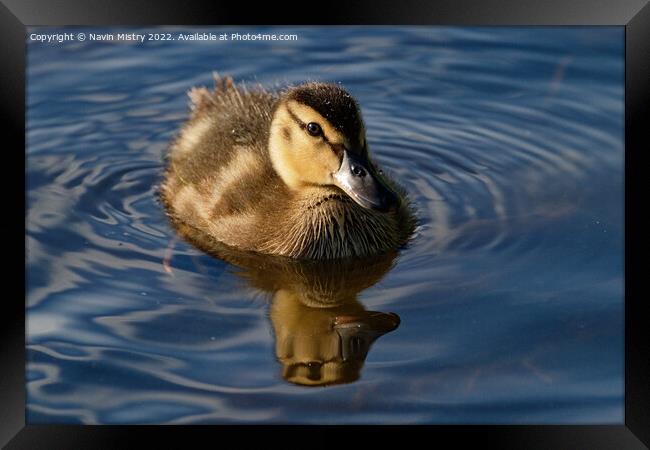 A Mallard Duck chick Framed Print by Navin Mistry