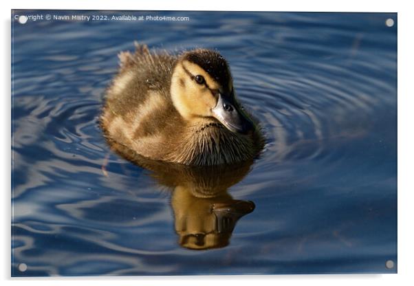 A Mallard Duck chick Acrylic by Navin Mistry