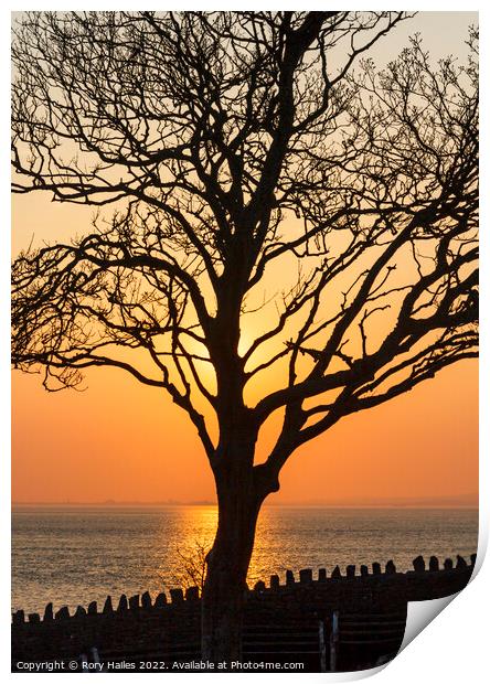 Tree in Silhouette Print by Rory Hailes