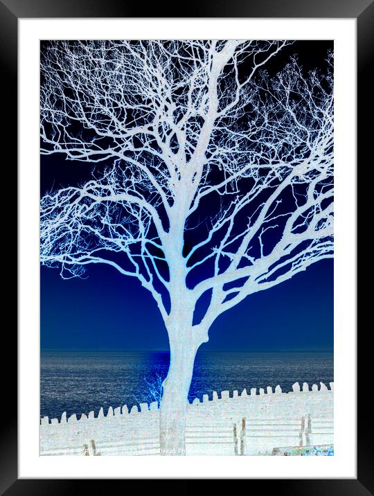 Tree in Silhouette Framed Mounted Print by Rory Hailes