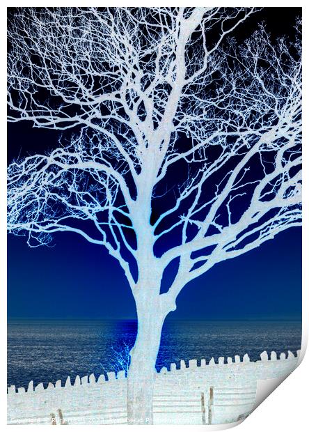Tree in Silhouette Print by Rory Hailes