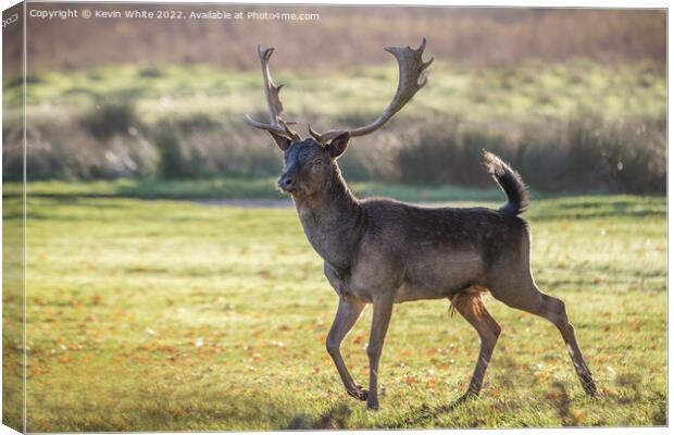Stag on the run Canvas Print by Kevin White
