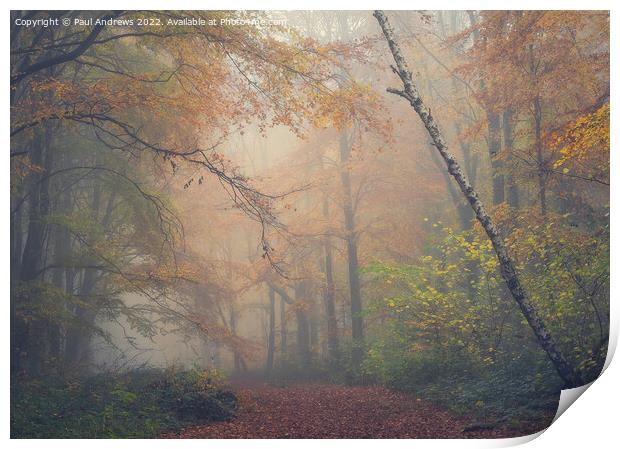 Whitwell Woods Print by Paul Andrews