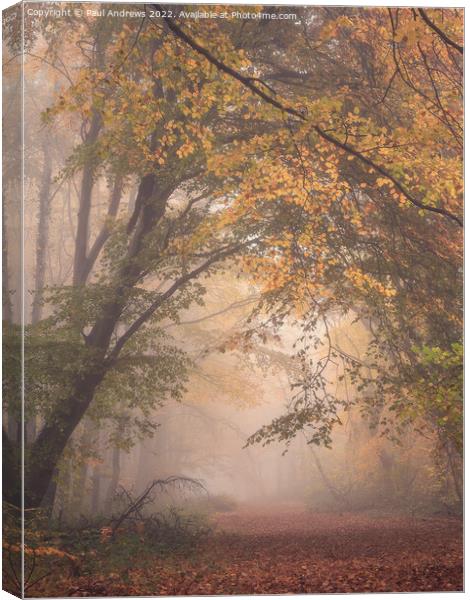 Whitwell Woods Canvas Print by Paul Andrews
