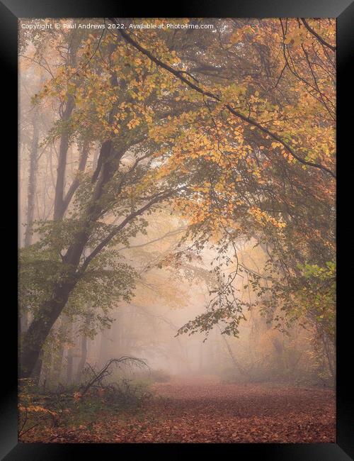 Whitwell Woods Framed Print by Paul Andrews