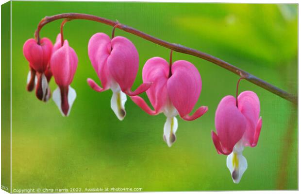 Bleeding Hearts Canvas Print by Chris Harris