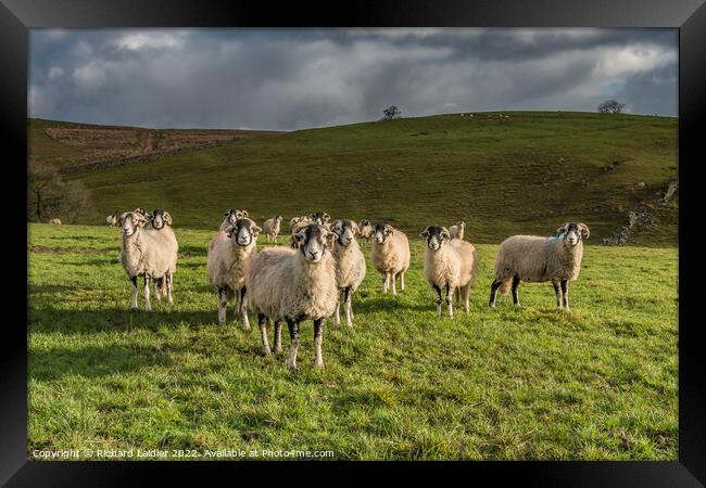 Inquisitive Swaledales in Ettersgill Framed Print by Richard Laidler