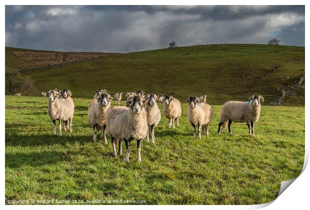 Inquisitive Swaledales in Ettersgill Print by Richard Laidler
