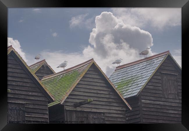 Seagulls on Hastings fishing huts Framed Print by Sally Wallis