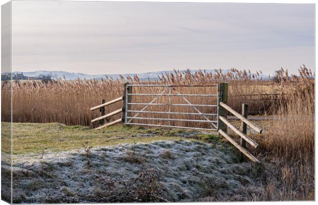 Pevensey Marshes frosted gate Canvas Print by Sally Wallis