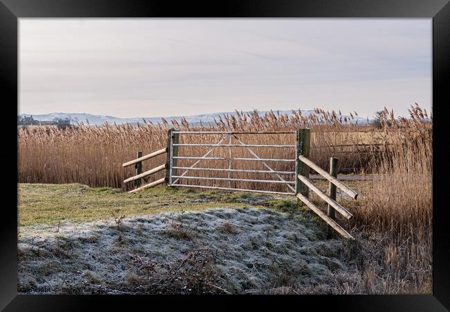 Pevensey Marshes frosted gate Framed Print by Sally Wallis