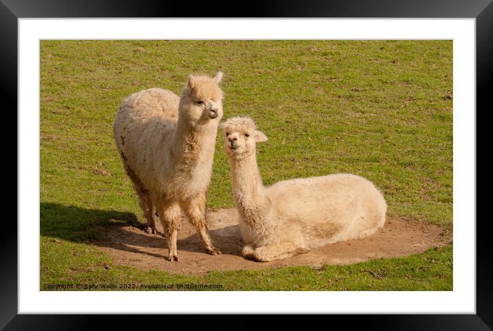 Llamas enjoying sunbathe Framed Mounted Print by Sally Wallis