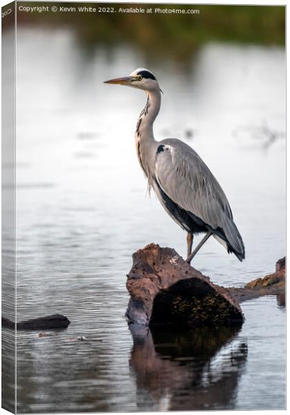 Grey heron resting on log after flying Canvas Print by Kevin White